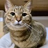 【10/12⭐️泉大津にて譲渡会】参加キイくん