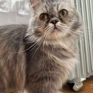 パステルグレー　しのぶちゃん 里親様募集中！