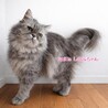 パステルグレー　しのぶちゃん 里親様募集中！