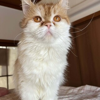 パステル茶白　みつりちゃん 里親様募集中！