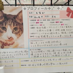 ［もなか君］について