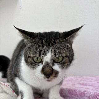 マハロ：コアラみたいなお鼻がかわいい小柄な女の子