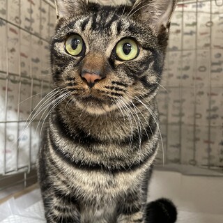 [お見合い歓迎]甘えっ子あらたくん