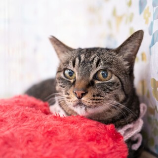 4/5高田馬場★桃ちゃん★眠る時はお顔に密着