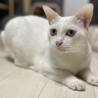 [お見合い歓迎]マイペースなメロくん