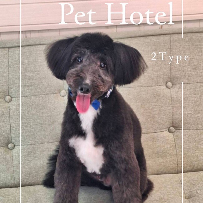 mm梅のカバー写真