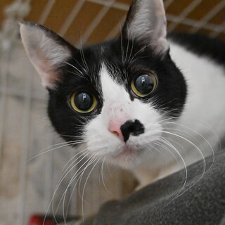 キラ：おしゃべりするハチワレの女の子