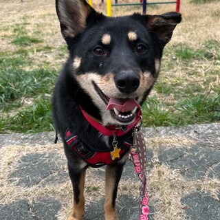 黒くてかっこいい風貌の中型MIX【ジュニパー】♂