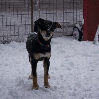 お転婆アクティブ活動的な中型犬MIX【ちゃんこ鍋】