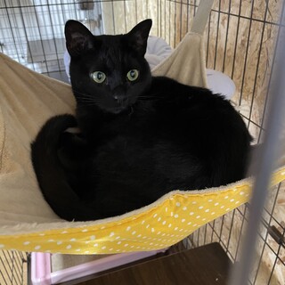 [お見合い歓迎]男前なランくん