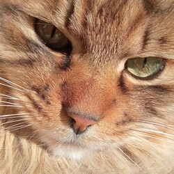 マズルとは？！