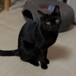 [お見合い歓迎]怖がりですが甘えっ子ここあちゃん