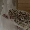 ズメノック