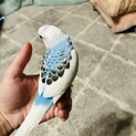 セキセイインコ生後2か月の雛の里親を探しています