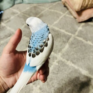 セキセイインコ生後2か月の雛の里親を探しています