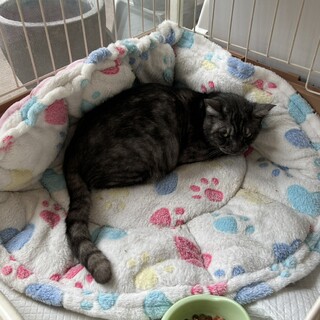 飼い主さんが施設入所でひとりぼっちになりました