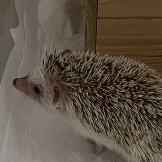 ハリネズミの女の子