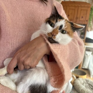 小柄で甘えん坊な三毛猫オヨヨ❤️
