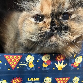 人馴れ修行中☆かんなちゃん