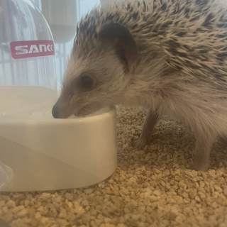 ハリネズミの男の子