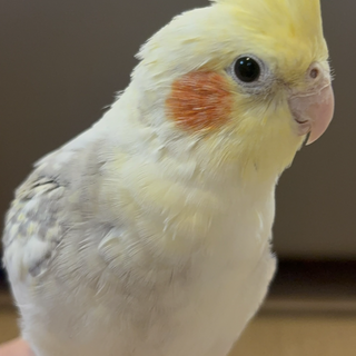 お歌が大好きなオカメインコ　男の子