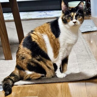 とってもいい子☆オペラちゃん