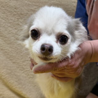 チワワの女なの子です
