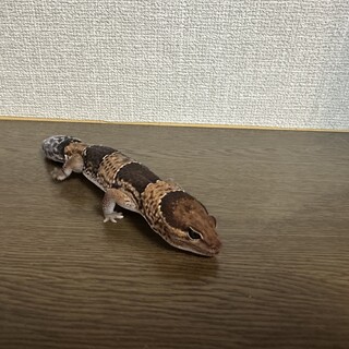 ニシアフリカトカゲモドキ