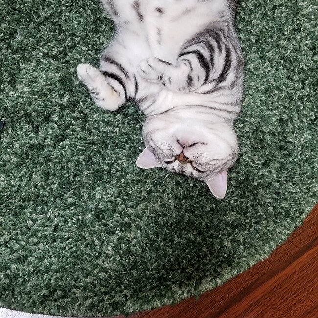 あばると。のカバー写真