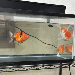 ジャンボオランダ獅子頭＋2匹