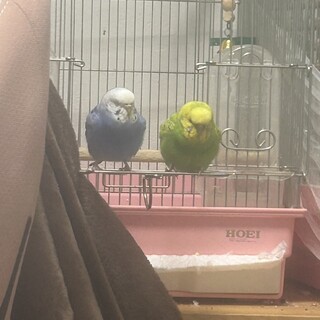セキセイインコのペア