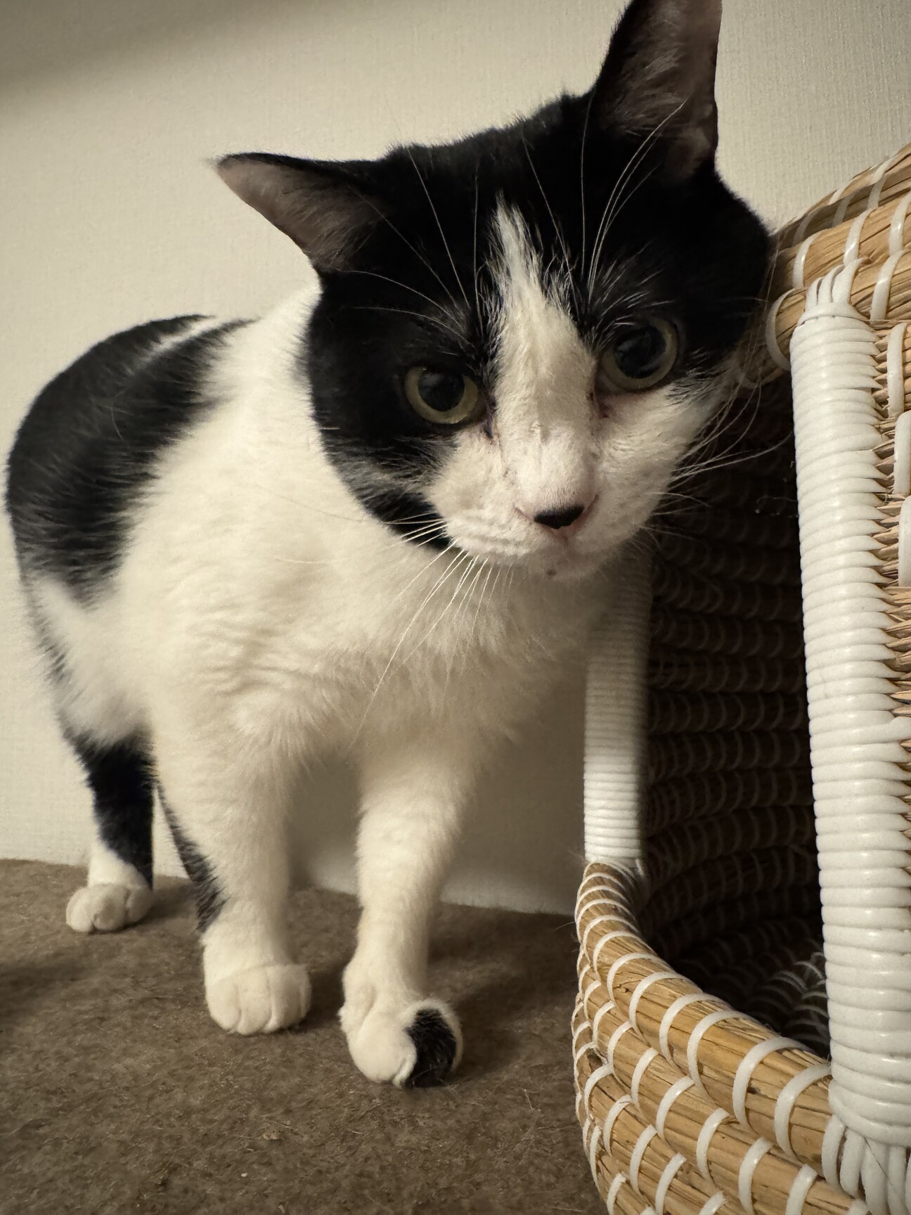 慎重だけど撫で撫で大好きな黒白ハチワレ男子 サムネイル1