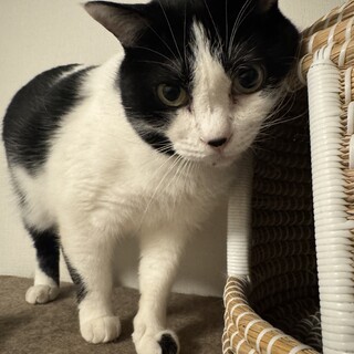 慎重だけど撫で撫で大好きな黒白ハチワレ男子