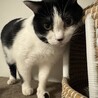 慎重だけど撫で撫で大好きな黒白ハチワレ男子 サムネイル1