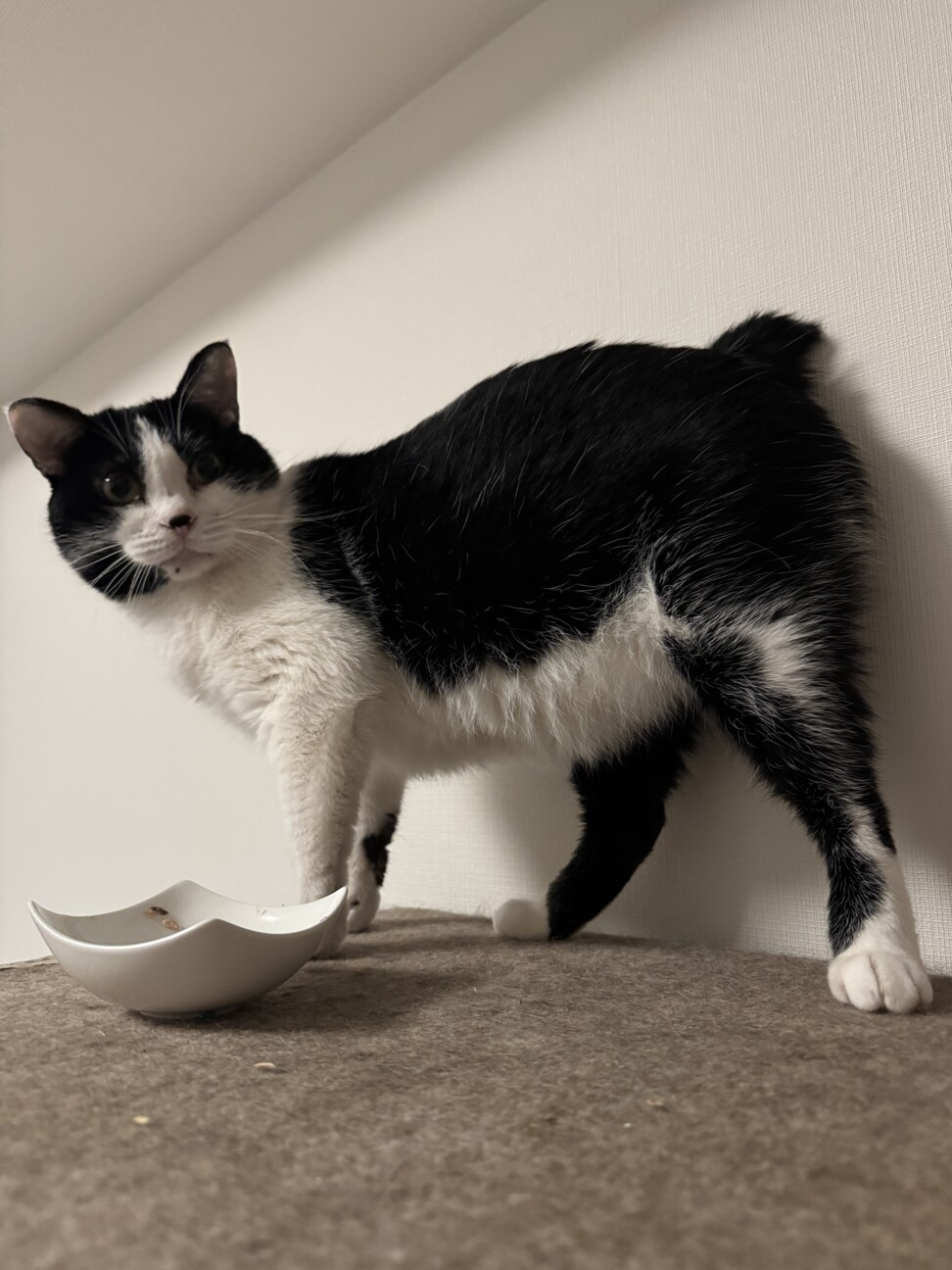 慎重だけど撫で撫で大好きな黒白ハチワレ男子 サムネイル2