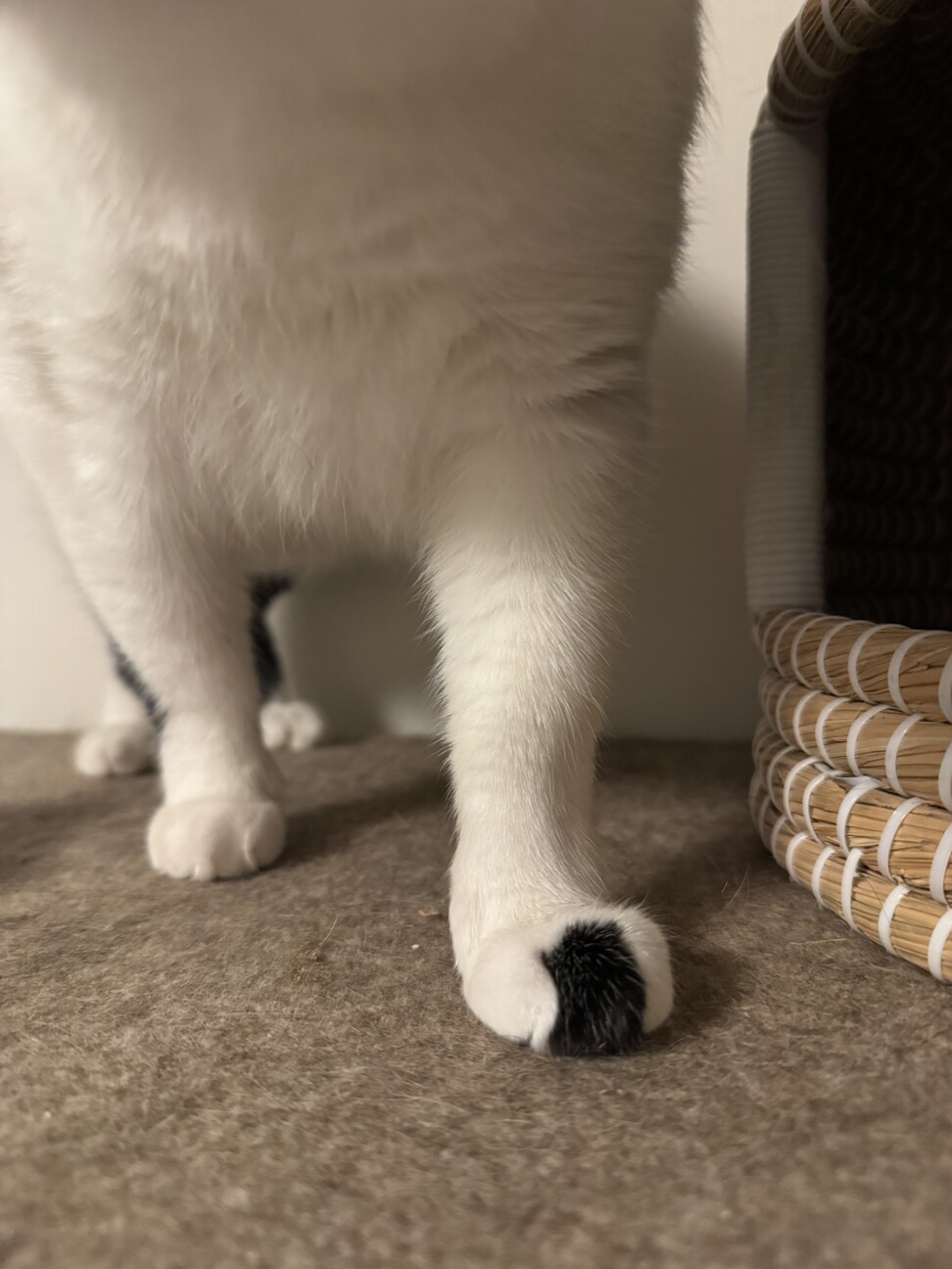 慎重だけど撫で撫で大好きな黒白ハチワレ男子 サムネイル4