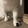 慎重だけど撫で撫で大好きな黒白ハチワレ男子 サムネイル4