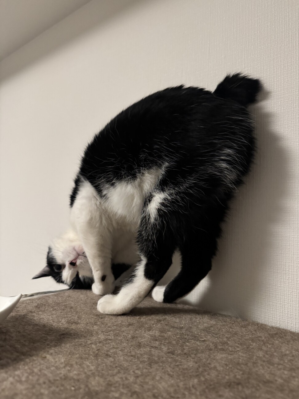 慎重だけど撫で撫で大好きな黒白ハチワレ男子 サムネイル5