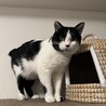 慎重だけど撫で撫で大好きな黒白ハチワレ男子 サムネイル6