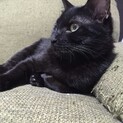 黒猫くん