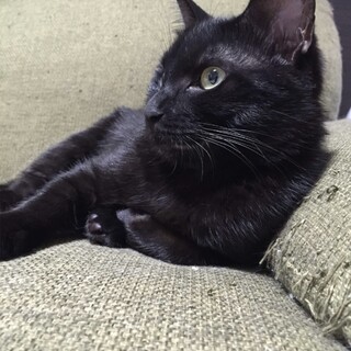 黒猫くん