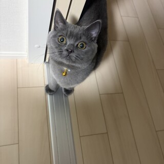 6ヶ月のスコティッシュ男の子