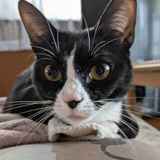 猫飼い初心者さんにもオススメ♡もみじ