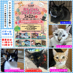 わんにゃんフェスティバル