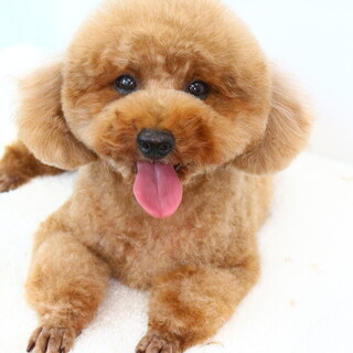 優しい性格のトイプードル女の子