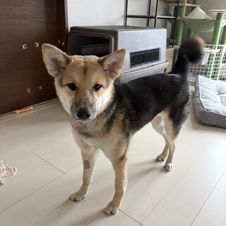 野犬の仔犬　ティアラ