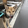 野犬の仔犬　ティアラ サムネイル2