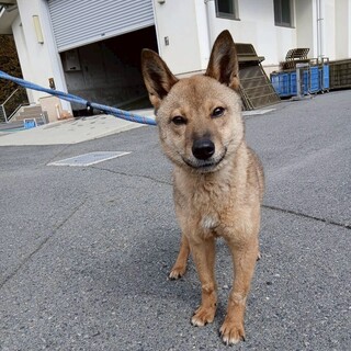 大きな立ち耳がかっこいい【ホップ】くん