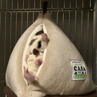 フクロモモンガ２匹共引き取っていただける方を募集！