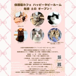 動物病院の保護猫譲渡会